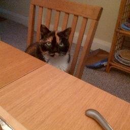 A cat fancier, I was born a Leo in the year of the Tiger and the above is my great pal the one and only Sox