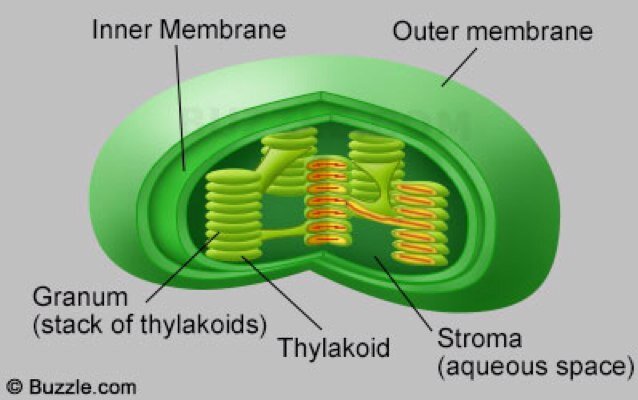 #Team_Chloroplast