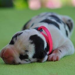 Mommy of Danes, LOVE my kids, make Grand-furbabies, San Antonio Great Dane puppy furfiller :)