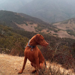 OverlandDog's profile picture. adventurers, wanderers, wonderers, creators of chaos, dog lovers, wine lovers, lovers of life's mysteries