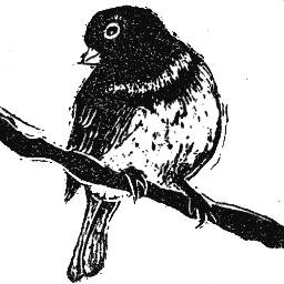 Writer, block-print maker, art cart pusher, Gracie walker, car-free downtown dweller, hat-wearing, yoga learning elder.