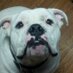 Kevin (@hankerstank) Twitter profile photo