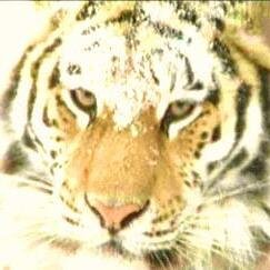 1blood22's profile picture. all things music and entertainment