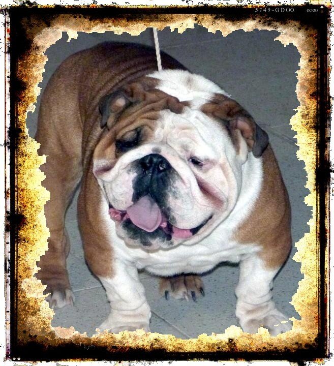 Diseño Grafico // Bulldog Ingles Mendoza // Mecanizados en Gral.