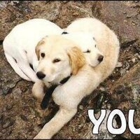 goldengiller (@goldengiller) 's Twitter Profile Photo