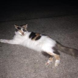 USFcats's profile picture. your campus felines