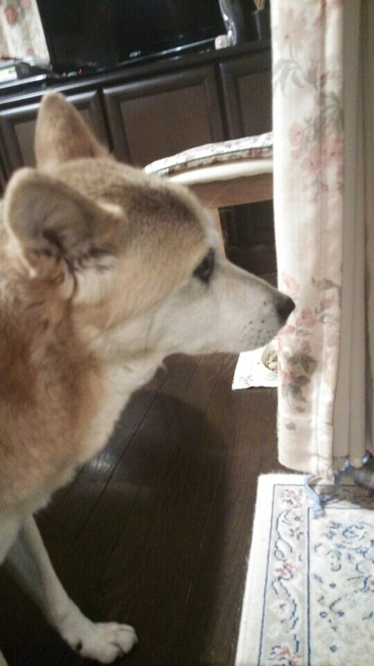 mskichinose's profile picture. 哲学の教育・研究をしています。因果性、パーソン概念、確率の哲学、音楽と認識論、動物倫理、死刑、放射線などが主題です。