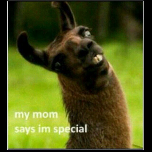 We are a page of funny tweets and pictures. Follow us on vine @_funnylolvidss_ and on instagram @_funnylolpicss_