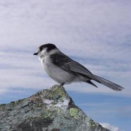 GreenMind206's profile picture. Disconnected Pantheist Bipolar in a losing battle to ditch meds and live free. ZosKia #Tarot #Occult