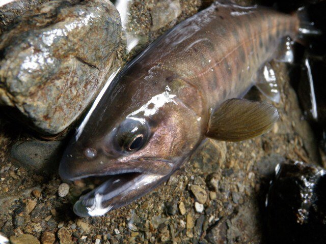 主に霞ヶ浦でヘラブナ釣りしてまーす♪