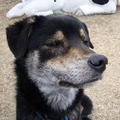 南紀白浜 とれとれ犬 Blankey Jet City リス Ver 2 弾き語り用カラオケ T Co Rqv10sjnjc Youtubeさんから ラストの歯笛は 決まりました 多分