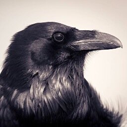 We are an online magazine about biology and nature in the southwest US.  We feature articles and photography.