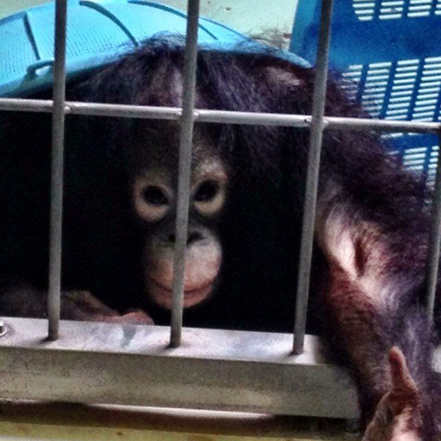 kitagoharuto's profile picture. 「我が人生思い残すことなし」、「ラストラン」など少年の成長をテーマに、ヒューマニズムで描く作品を創作し続けています。