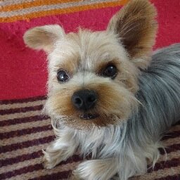 ワンコ大好き♬愛犬クー（ヨークシャテリア、６歳♂）とまったり生活しています。美味しいものが好き♪♪陶芸とフラダンスにはまってます