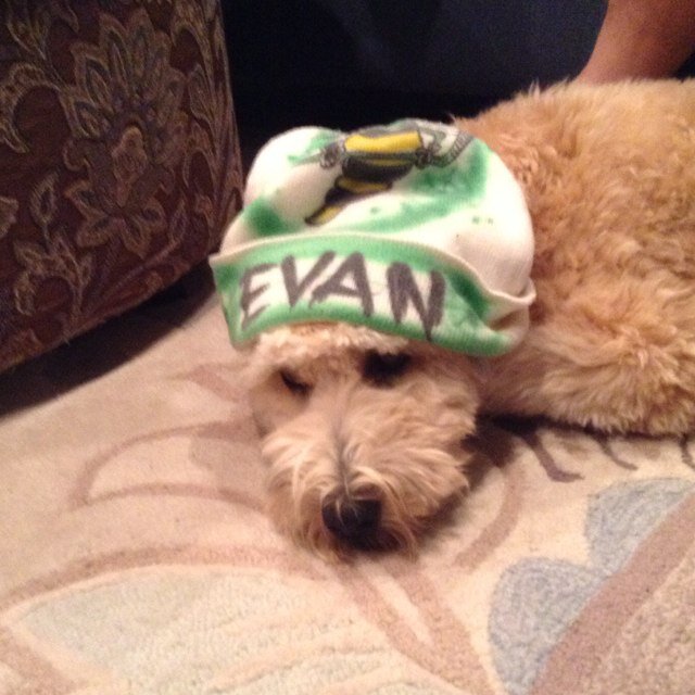 a320hockey's profile picture. 