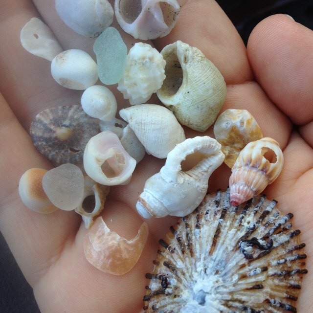 DaCoconutShack's profile picture. Handpicked and handmade shell jewelry and accessories from the beaches of Hawai'i nei. Follow me on Instagram @thecoconutshack!