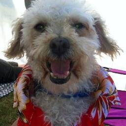 I was rescued by SAFE Rescue & now I'm an Ambassodog for animal rescue. Visit my site & find out about me & my book Champ: My Story of Survival. #iluvChamp