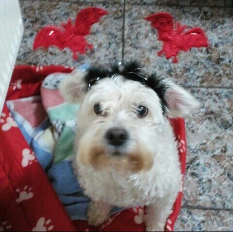 cristian_javega's profile picture. 