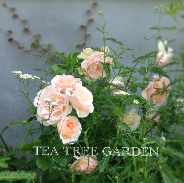 teatree0812's profile picture. 滋賀県大津市のガーデン施工店と雑貨屋さんのティーツリガーデン