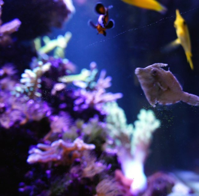 Reefer_Addict's profile picture. I tweet when I'm bored, and I read when I'm broke, other than that i am obsessing about my reef tank!