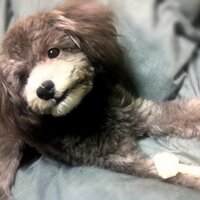 シオン (@2doeyesion) 's Twitter Profile