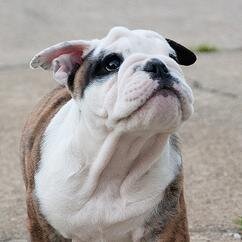 BaUmanikssA's profile picture. Baumas iesūtam uz - baumanikss@inbox.lv