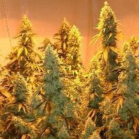 Marijuana Cannabis (@originalstoner) 's Twitter Profile