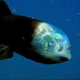 Somos un equipo de ciudadanos comprometidos con la protección de la diversidad de vida que hoy nos ofrece la naturaleza.