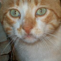 Cats 3