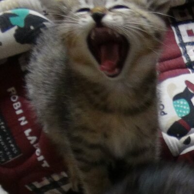 minori