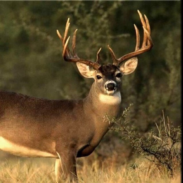 Just a guy from Oshkosh, Wisconsin who loves to hunt and fish. I primarily fish the Lake Winnebao system and live to be up in a treestand or in the duck blind.