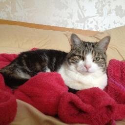 AwCeline's profile picture. 