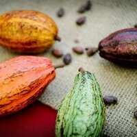 ShrewsChocolateFest (@shrewschocfest) 's Twitter Profile