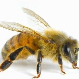 miamibeeremoval Profile Picture