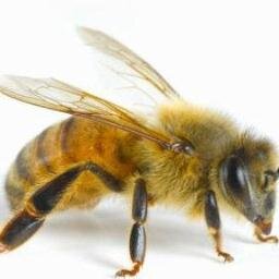 Bee Removal in the South Florida Area 786-554-0245

https://t.co/oTiNjTAxcL