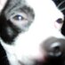 david (@dvdvg) Twitter profile photo