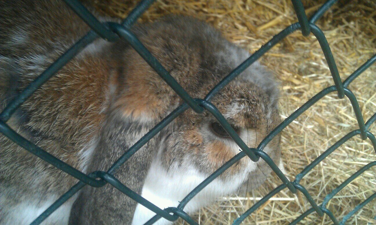 pluisjeharinga's profile picture. IK WAS VAN 2008-2011 HET KONIJN VAN @HIDDE_HARINGA