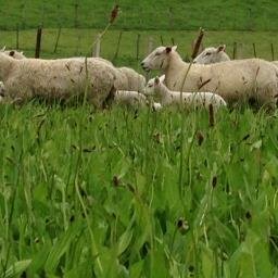 Red Meat Genetics Company, NZ, AU, UK, UY. Breeding for Meat Production & Meat Quality. #Highlander #FocusPrime #Texel #Romney #Stabilizer #Angus #Simmie