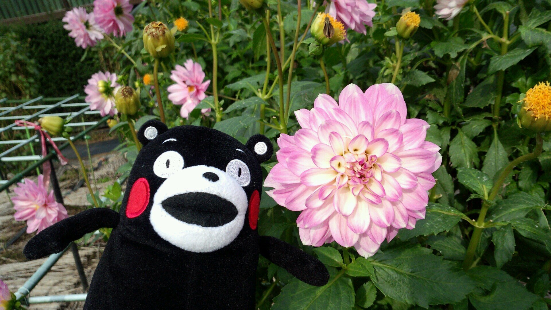 かっこよくてかわいいもの大好き(*´∀`*)!!

推しのいる生活ってサイコー！✧*｡٩(ˊᗜˋ*)و✧*更年期も推しで乗り切るぞ( * ॑꒳ ॑*)