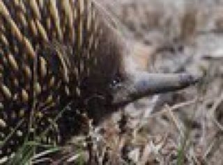 https://t.co/xpiuMuwoxP 
Vic to Tasmania 2013. Wildlife & environment, veggie growing, windpower & renewables, weaving, knit design & textiles....with MS.