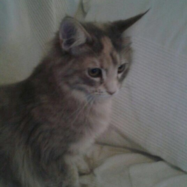 DomblondjEvelyn's profile picture. 