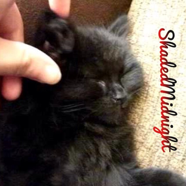 Just a little kitty cat here, nothing to see. Hear me meow! |Kitten/AU/RP/Owner: None/Seven weeks old/female|