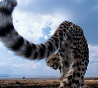Free bird. (Well, some days.) Some days I'm a kept giraffe. Or, you know, both.