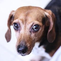 zcohenSRHS Profile Picture