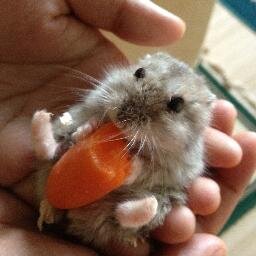 newshahrim's profile picture. 