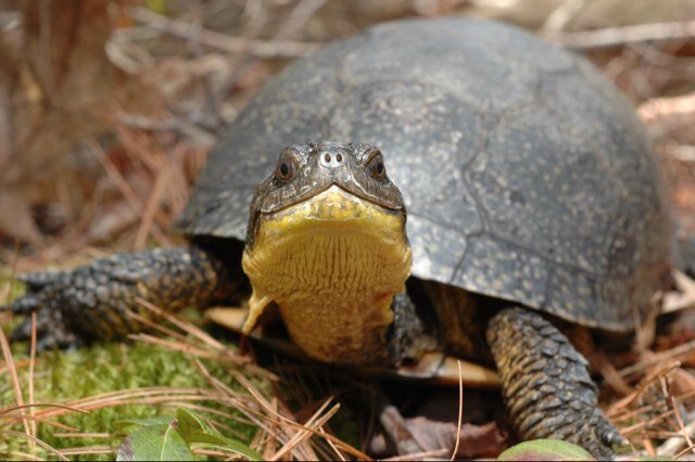Im a turtle that discovered the internet. 
I can be slow at times. 
Im a real turtle.