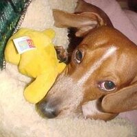 Llg422 MAGA-Patriot - loragass (@lora_gass) 's Twitter Profile