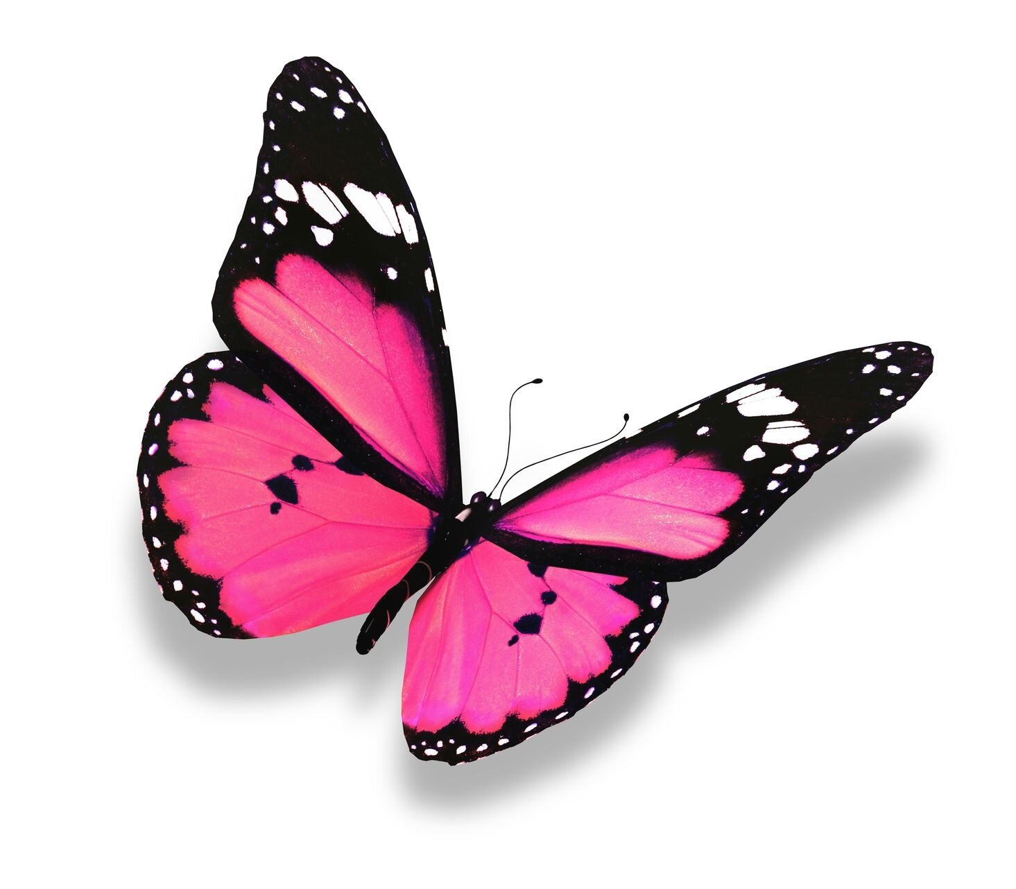 All things Home and Garden - an event with something for everyone!
