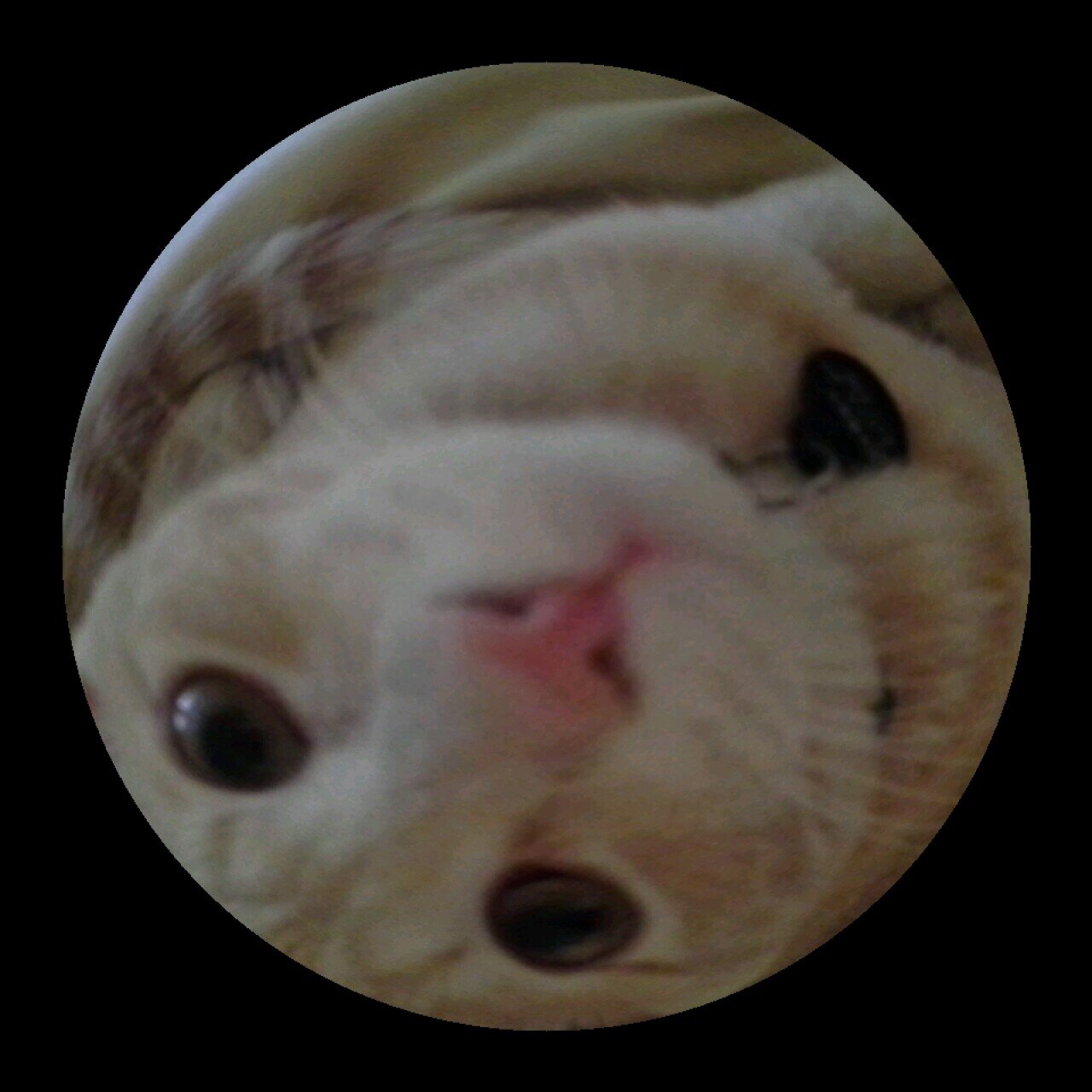 TweetersTrain's profile picture. 