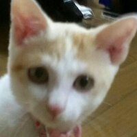 うなぎちゃん《Revoちゃんおめでとう》 (@panpukinyarooo) Twitter profile photo